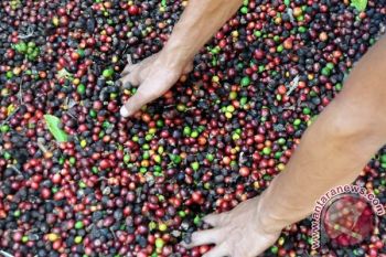 Produksi Kopi Jateng Bakal Melonjak hingga 35 Persen