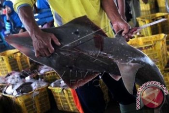 Lelang Ikan Hiu