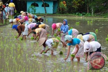 Ntb Targetkan Produksi Padi 2,3 Juta Ton