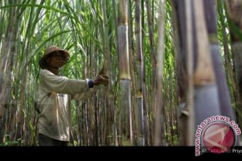 NTB Dapat Rp38 Miliar Untuk Perkebunan Tebu