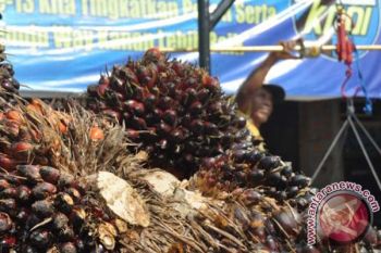 Harga Tbs Sawit Sulbar Alami Penurunan 