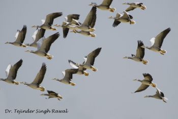 Dozens of swans, geese die in London as heatwave sparks botulism outbreak