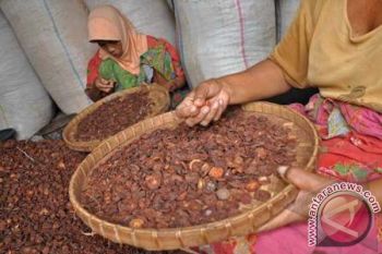 Peneliti Uncen Berencana Buat Permen Pinang