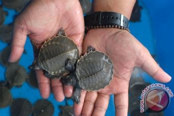 KKP Gagalkan Pengiriman Kura-Kura dan Lobster Bertelur