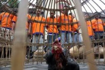 Rp300 Juta Diamankan dari Arena Sabung Ayam
