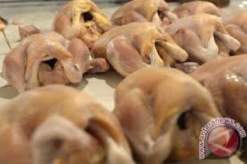 Harga Daging Ayam Potong "Terbang" Ketika Harga BBM Turun