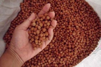 Kerajinan Biji Jenitri Tembus Pasar Mancanegara