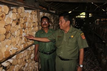 Permintaan Jamur Tiram Cukup Tinggi di Agam