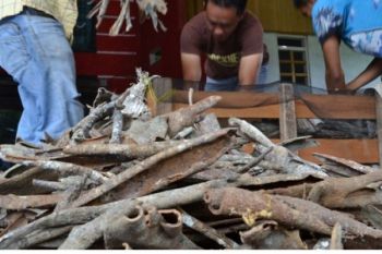 Harga Kulit Kayu Manis Solok Selatan Turun