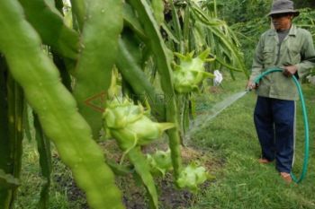 Buah Naga Jelang Imlek
