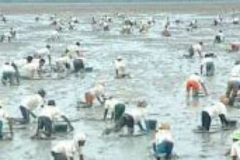 Disporabudpar Indragiri Hilir Gelar Lomba Manongkah