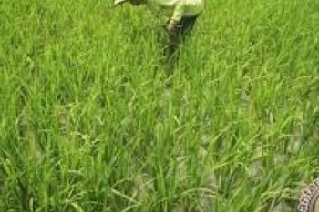 Bupati: Indragiri Hilir Penyumbang Padi Terbesar Riau