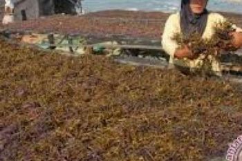 Industri Pasca-Panen Indonesia Masih Sedikit