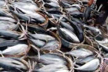 Potensi Ikan Laut Riau 350.000 Ton Per Tahun