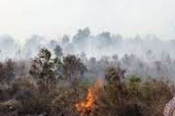  Polisi Selidiki Penyebab Kebakaran Hutan Bengkalis