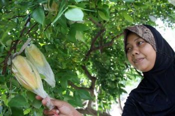 Antisipasi Serangan Hama Buah