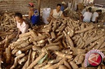 Palawija di Parigi Moutong masih komoditi pendukung