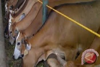 Kementan Berikan Bantuan 45 Ribu Paket IB