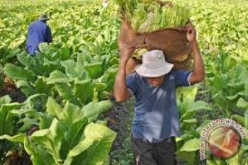 Boyolali Terima Dana Bagi Hasil Cukai Tembakau Rp11 Miliar