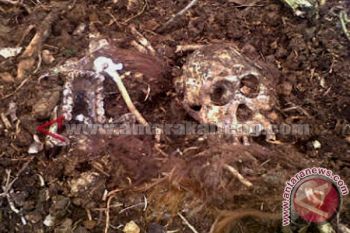 BKSDA Kotawaringin Timur Selidiki Dugaan Pembantaian Orangutan