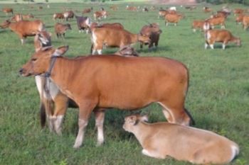 Agimuga potensial jadi sentra peternakan sapi 