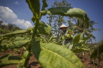 APTI: Posisi Tawar Petani Tembakau masih Rendah