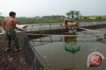 Petambak Udang Vaname Pekalongan Terancam Gagal Panen