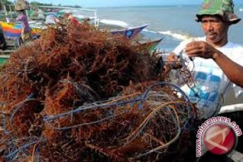 Pabrik Rumput Laut Bantuan Kemenperin Belum Dioperasikan