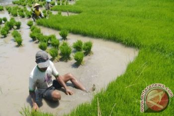 Dukung Swasembada Pangan, Babinsa Dibekali Cara Menanam Padi