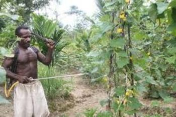 Pemprov Papua arahkan peternakan berbasis agribisnis