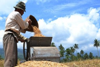 Wujudkan Swasembada Pangan, Kodim 0306/50 Kota Dampingi Petani