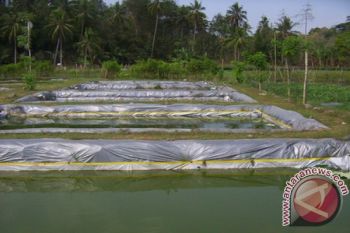 DKP Kalteng Berencana Bangun Kolam Ikan
