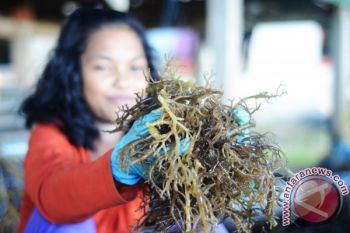 Nelan Nunukan Bantah Curi Rumput Laut