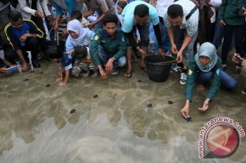 Melepas Tukik Lekang