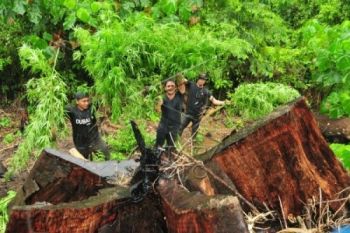 Petani Agam Ditangkap Sedang Memetik Daun Ganja