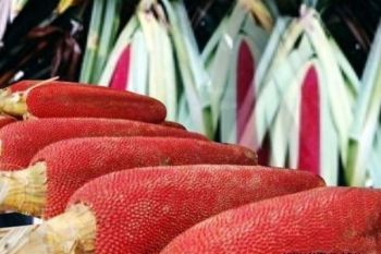 Papua programkan komoditas unggulan sesuai wilayah adat