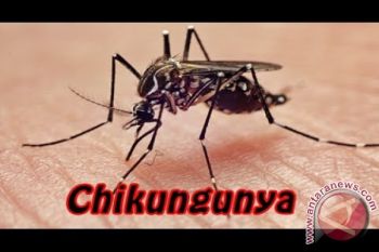 Dinas Kesehatan Kotim Benarkan Munculnya Penyakit Chikungunya