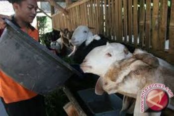  Edukasi Anak Dari Kambing