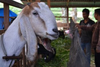Selundupkan kambing, 26 pelaku ditangkap polisi China