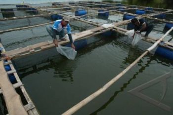Musim Kemarau, Permintaan Benih Ikan di Temanggung Turun