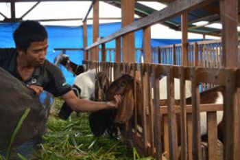 Pengembangan Susu Kambing Solok Selatan Terkendala Peralatan