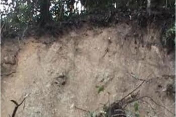 LPMAK belum terima laporan soal longsor Tsinga