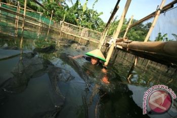 Kemarau, Perikanan Budi Daya di Cilacap Dipastikan Menurun 