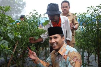 Distan Padang Panjang Bantu Masyarakat Bibit Cabe