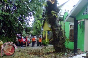 Bantul pangkas ranting pohon antisipasi tumbang