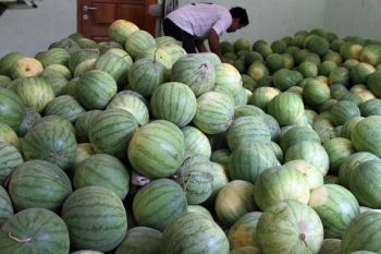 Kualitas Semangka Turun