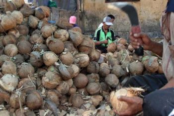 Target Peningkatan Produksi Kelapa