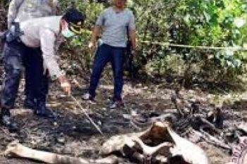 Riau Ivory Hunters Also Kill Calves