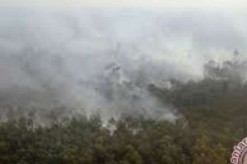 Api Yang Membakar 32 Hektare Lahan Di Pulau Rupat Berhasil Dipadamkan