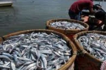 Hasil Tangkapan Ikan Nelayan Tradisional Alami Lonjakan